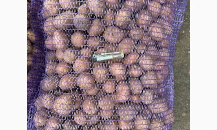 Продаж насіння картоплі сорту Беллароза оптом - фото № 1