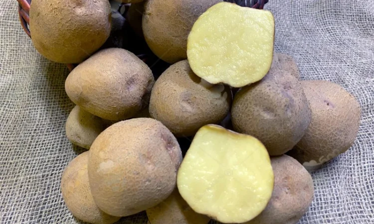 Продаж сертифікованої насіннєвої картоплі в Житомирі - фото № 1