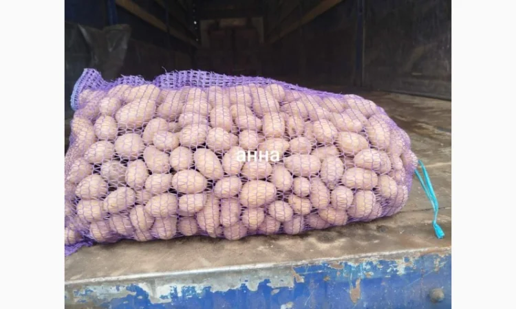 Продаж насіння картоплі Королева Анна оптом - фото № 1