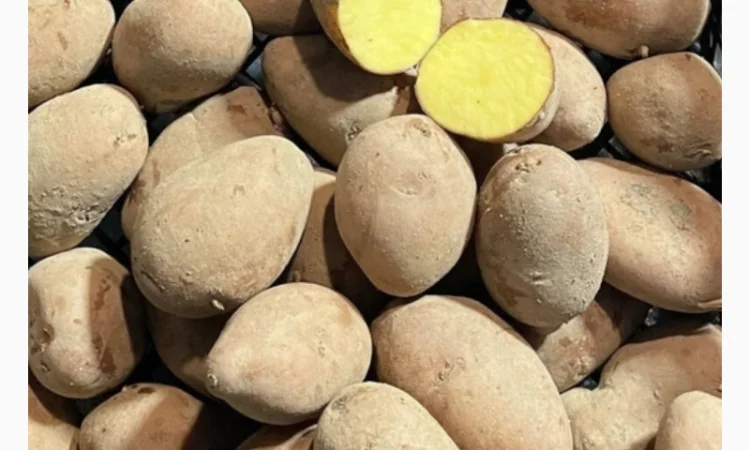 Продаж насіннєвої картоплі білих та червоних сортів оптом - фото № 1