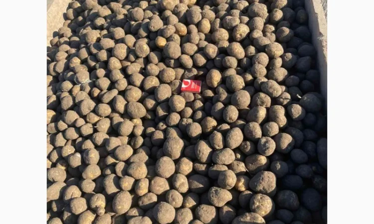 Продажа насіннєвої картоплі сорту Сюзанна - фото № 1