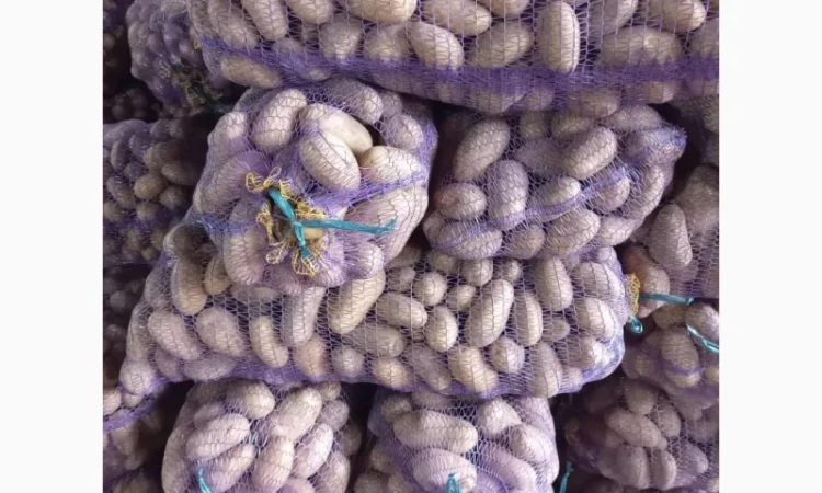 Продаж картоплі сорту Королева Анна та Конект - фото № 1