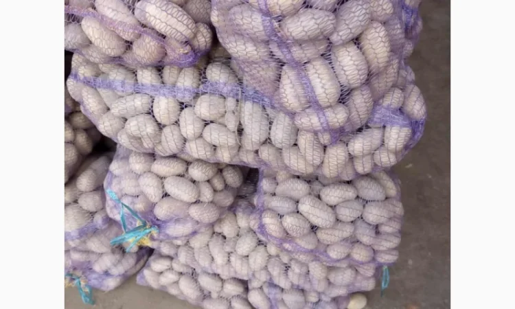 Продаж картоплі сорту Королева Анна та Конект - фото № 2