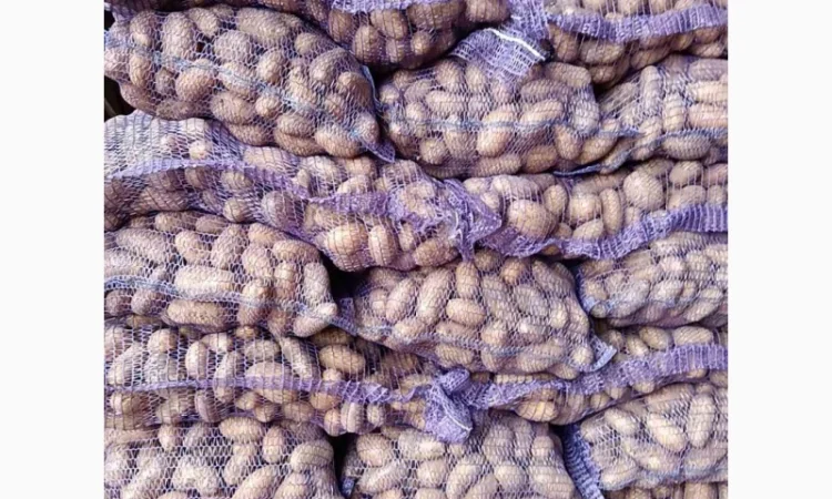 Продаж картоплі сорт Гранада та Белороса - фото № 1