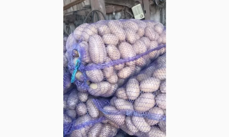 Продаж картоплі сорт Гранада та Белороса - фото № 4