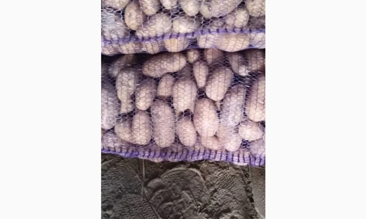 Продажа картофеля сортов Королева Анна и Белароса - фото № 2