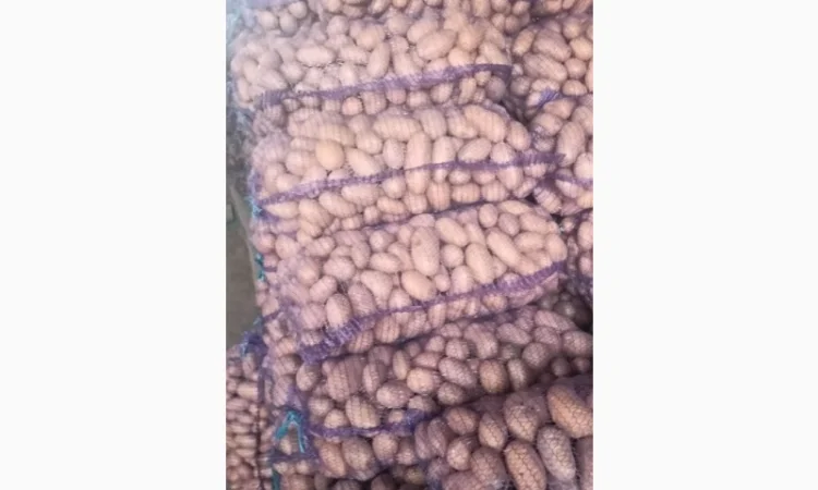 Продажа картофеля сортов Королева Анна и Белароса - фото № 3