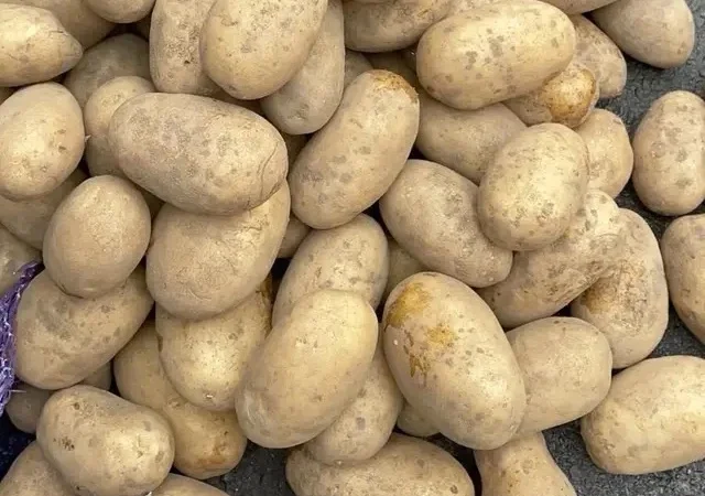 Насіннєва картопля Королева Анна, 1-2 репродукція - фото № 1