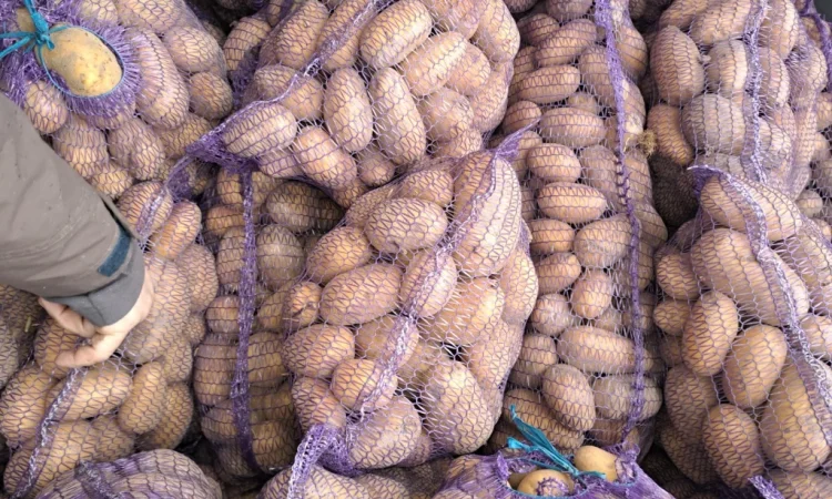 Продаж картоплі "Белла роса" - фото № 1