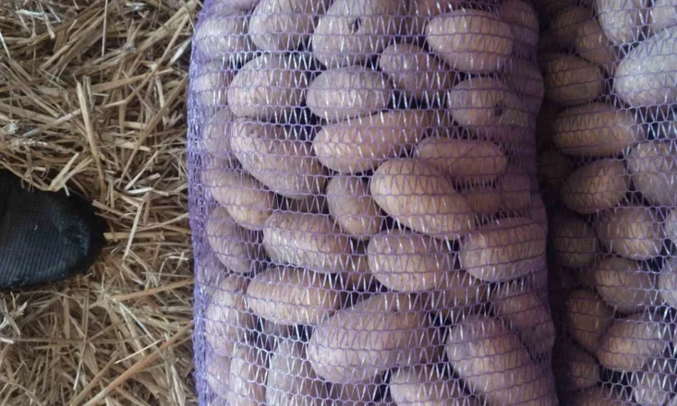 Продаж картоплі "Белла роса" - фото № 2