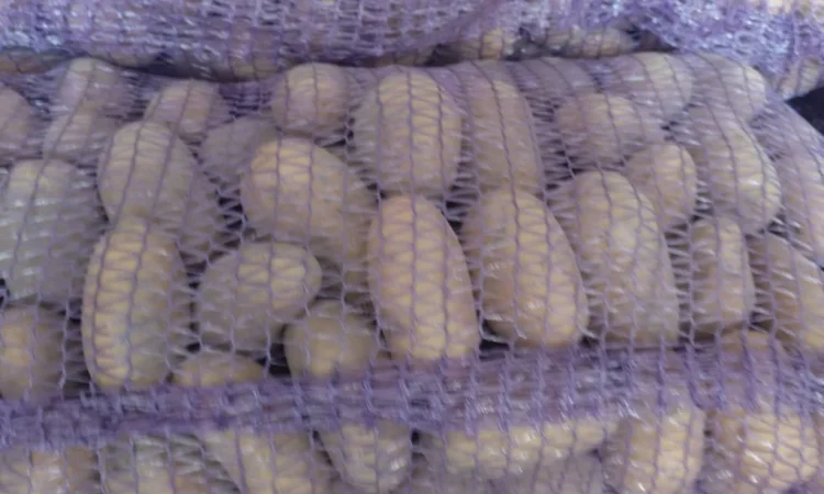 Продаж картоплі "Белла роса" - фото № 3