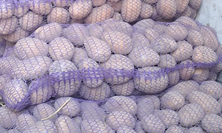 Продаж картоплі "Белла роса" - фото № 4