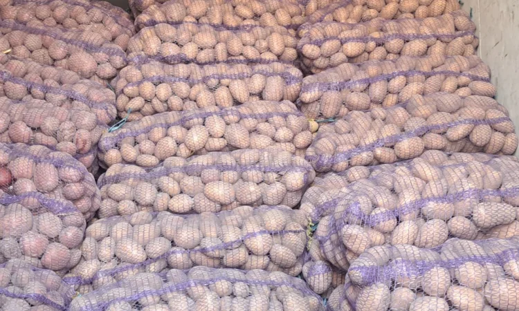 Продаж картоплі "Белла роса" - фото № 5