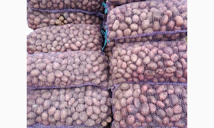Продається насіннєва картопля Ред Леді - фото № 1