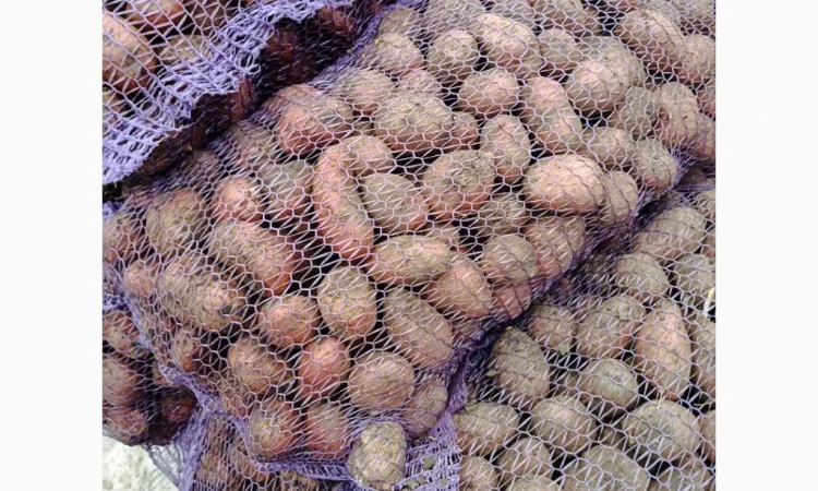 Продається насіннєва картопля Ред Леді - фото № 2