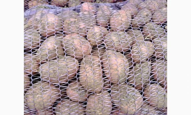 Продається насіннєва картопля Ред Леді - фото № 3