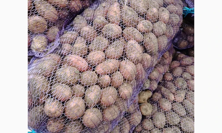 Продається насіннєва картопля Ред Леді - фото № 4