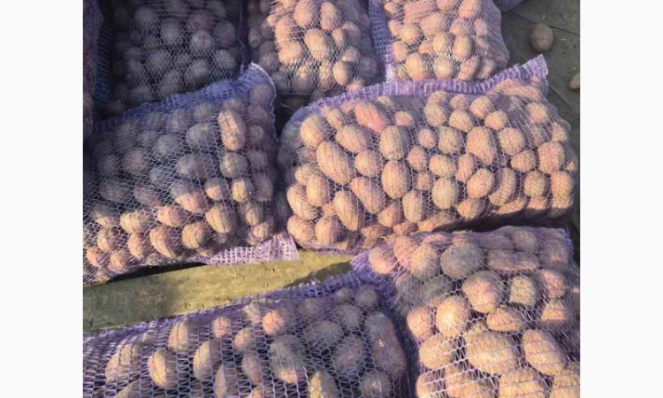 Семінний картопля раннього сорту Алюетт на продаж - фото № 1