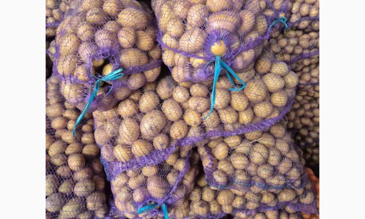 Продажа семенного картофеля Аризона и Ривьера - фото № 1