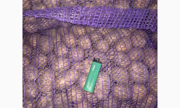 Продажа семенного картофеля Аризона и Ривьера - фото № 2