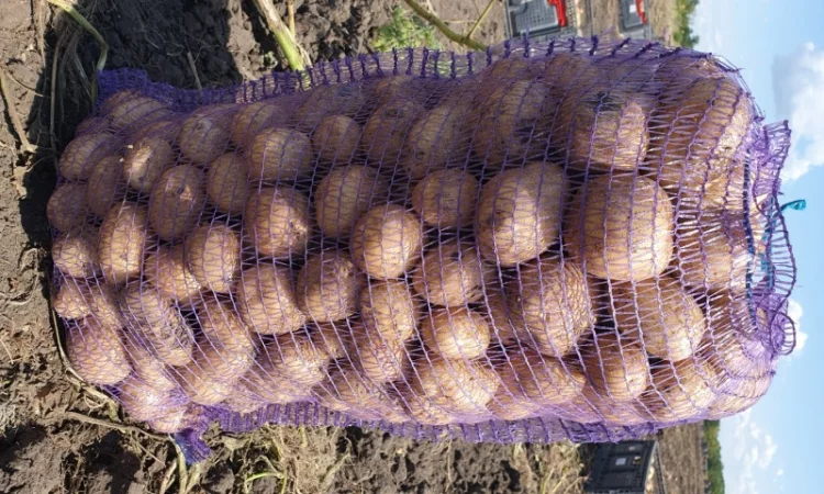 Картофель нового урожая на продажу - фото № 1