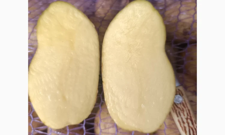 Продается картошка сорта Гранада - фото № 3