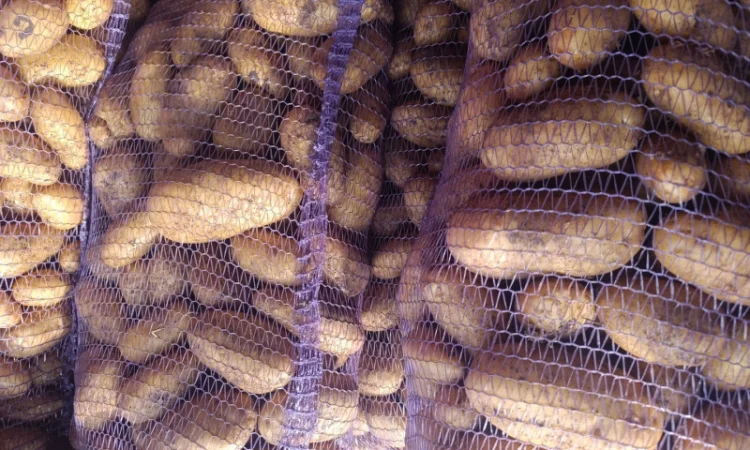 Продается картошка сорта Гранада - фото № 4