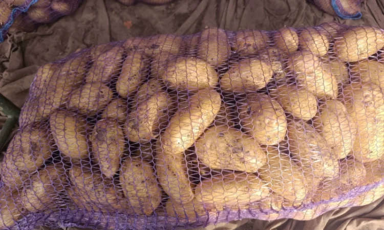 Продается картошка сорта Гранада - фото № 5