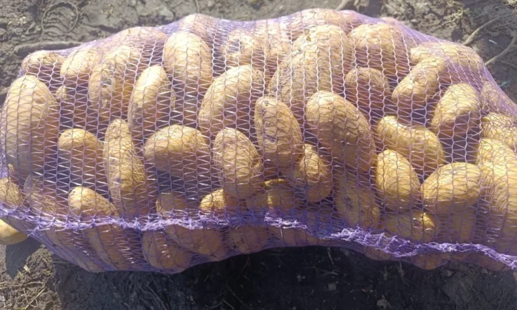 Картопля Гранада – продажа товарной картошки - фото № 4