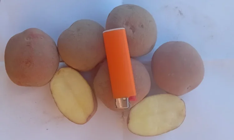 Пропонується картопля сортів Берніна та Журавінка - фото № 3