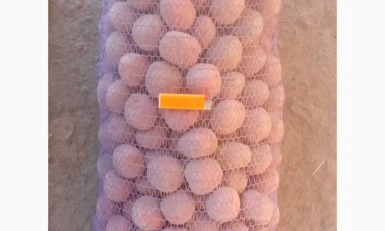 Пропонується картопля сортів Берніна та Журавінка - фото № 4