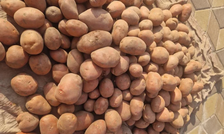 Продаю картоплю сорт Біларосса - фото № 2