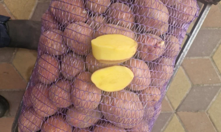 Продаю картоплю сорт Біларосса - фото № 3