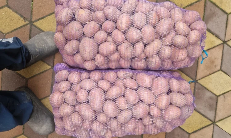 Продается насинневая картошка сорта Біла Роза - фото № 1