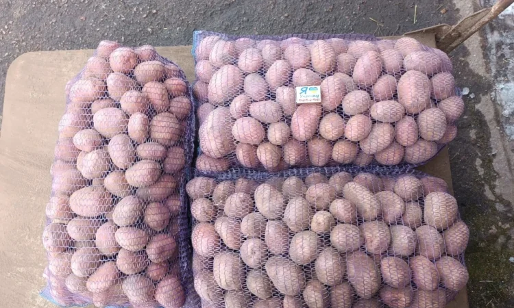 Продам качественную товарную и семенами картошку - фото № 1