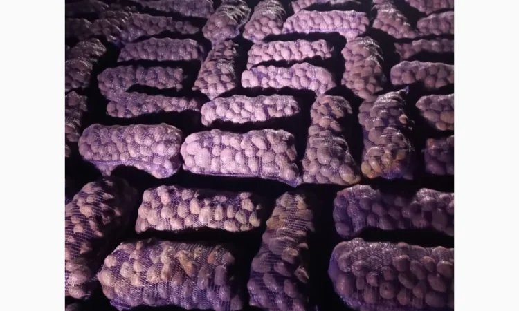 Продам качественную товарную и семенами картошку - фото № 2