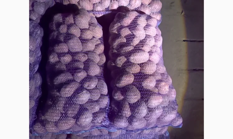 Продам качественную товарную и семенами картошку - фото № 3