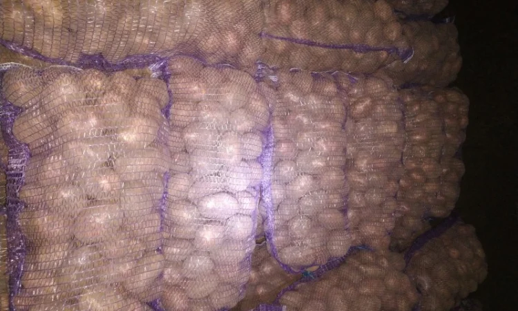 Продаю якісну картоплю - фото № 1