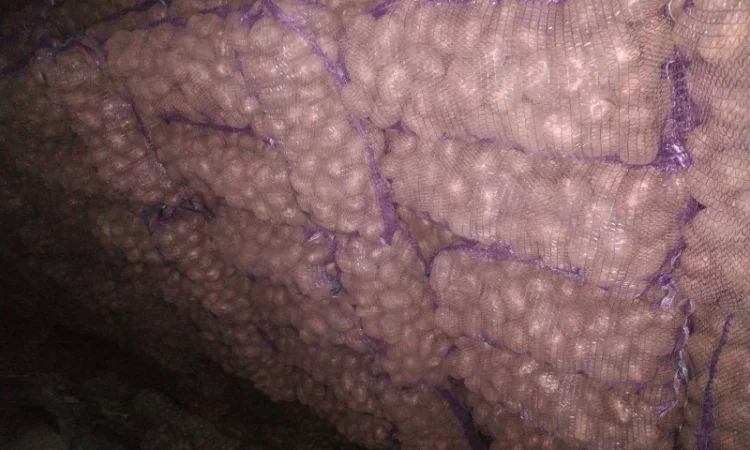 Продаю якісну картоплю - фото № 2