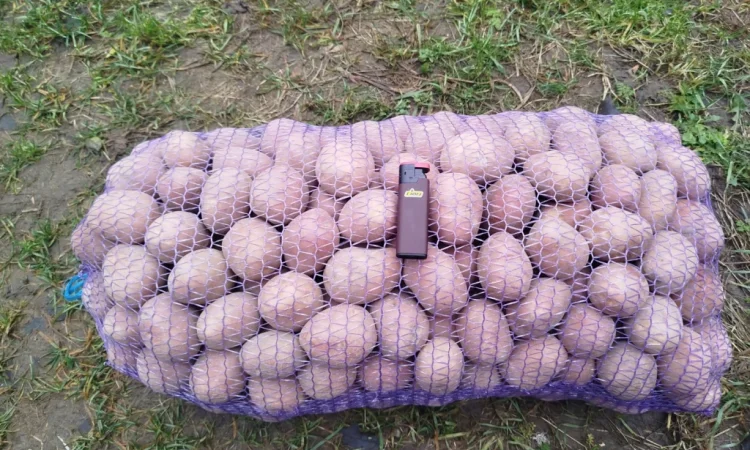 Продаю картоплю сорту Білароса - фото № 1