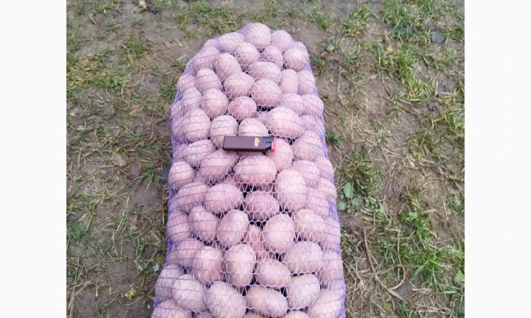 Продаю картоплю сорту Білароса - фото № 2