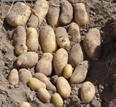 Насіннєва картопля Гранада 1-2 репродукція - фото № 1