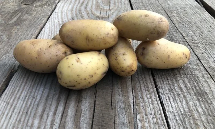 Насіннєва картопля Гранада оптом від 5 тонн - фото № 1