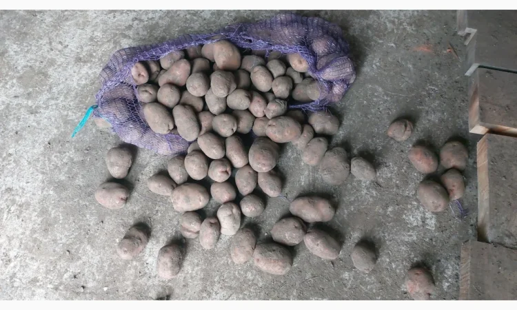 Куплю товарну картоплю - фото № 1