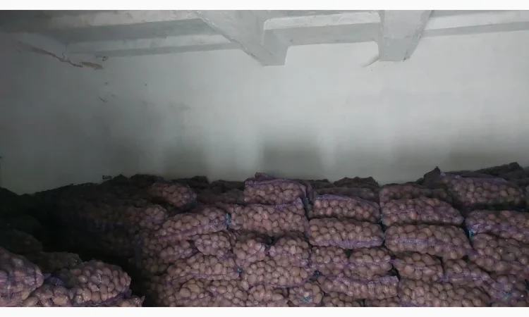 Куплю товарну картоплю - фото № 2