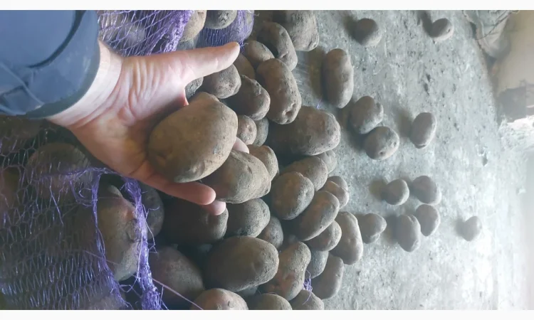 Куплю товарну картоплю - фото № 3