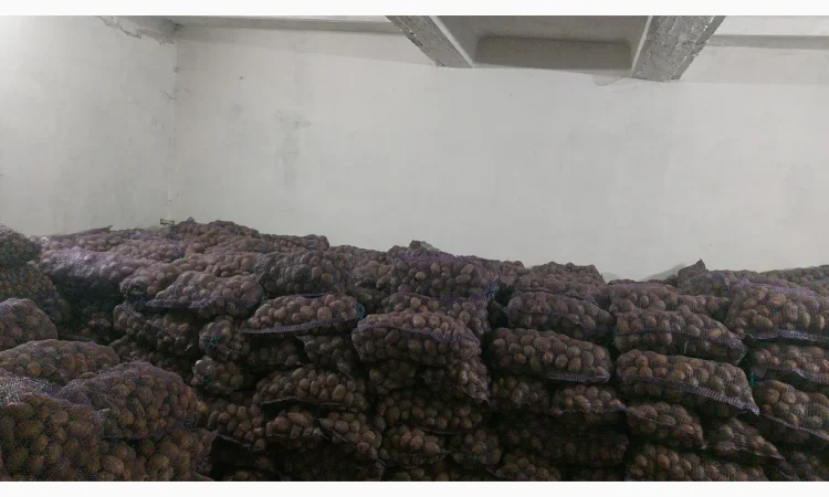 Куплю товарну картоплю - фото № 4