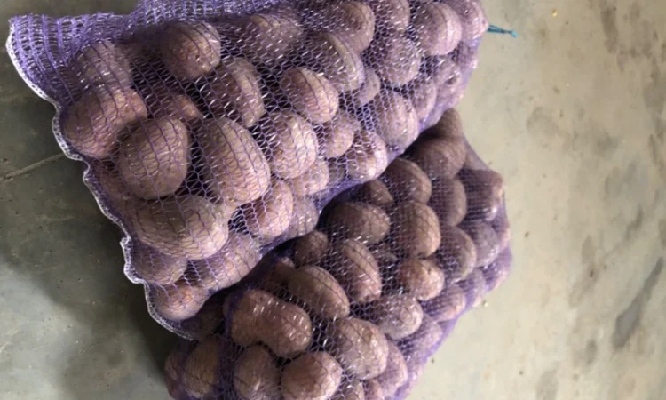 Якісна картопля на продаж - фото № 4