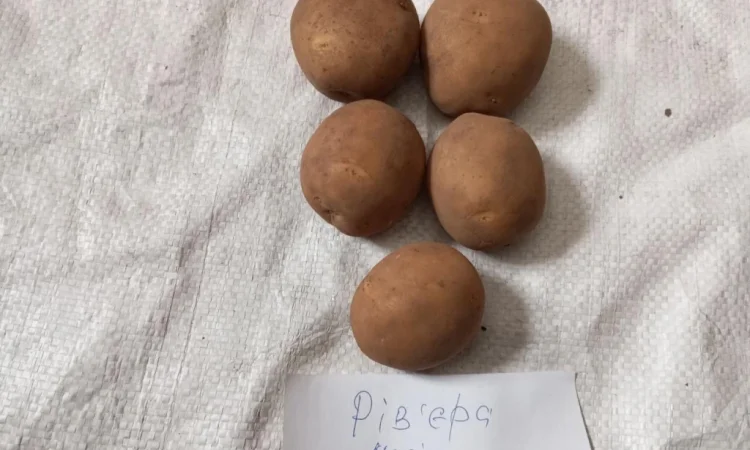 Продаж насіннєвої картоплі Рівʼєра 2 - фото № 1