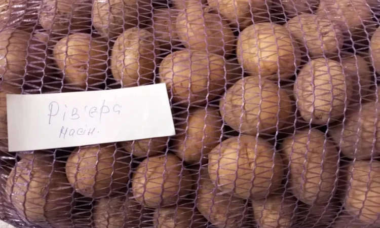 Продаж насіннєвої картоплі Рівʼєра 2 - фото № 2